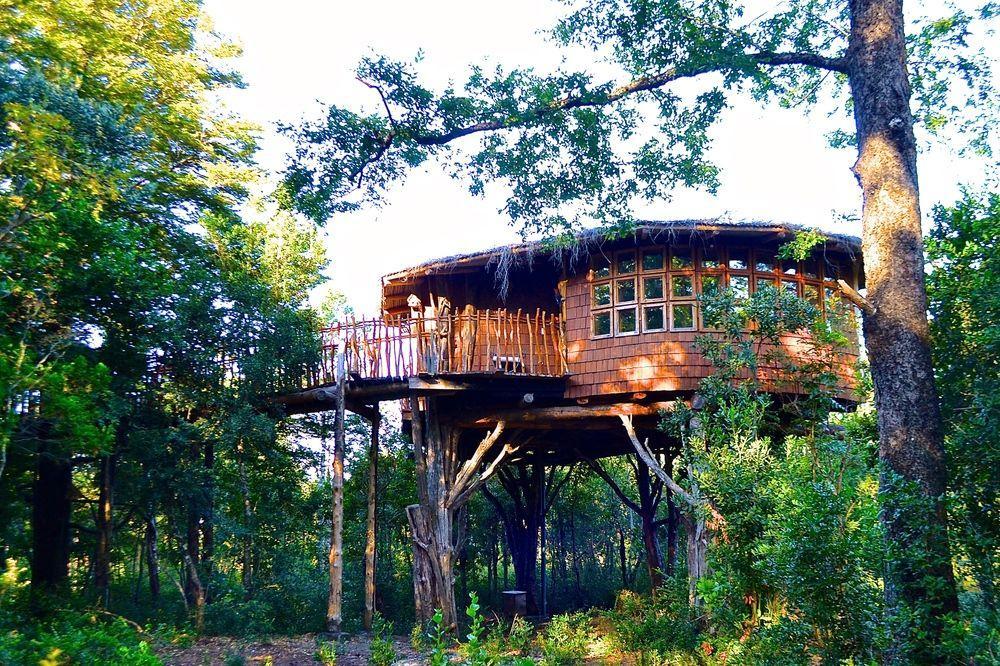 Tree Lodge Nidos De Pucón Esterno foto